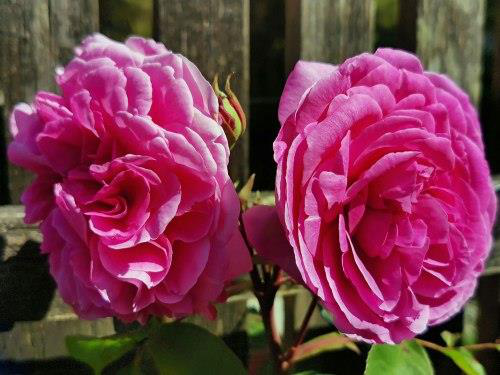 Gertrude Jekyll Climbing Rose